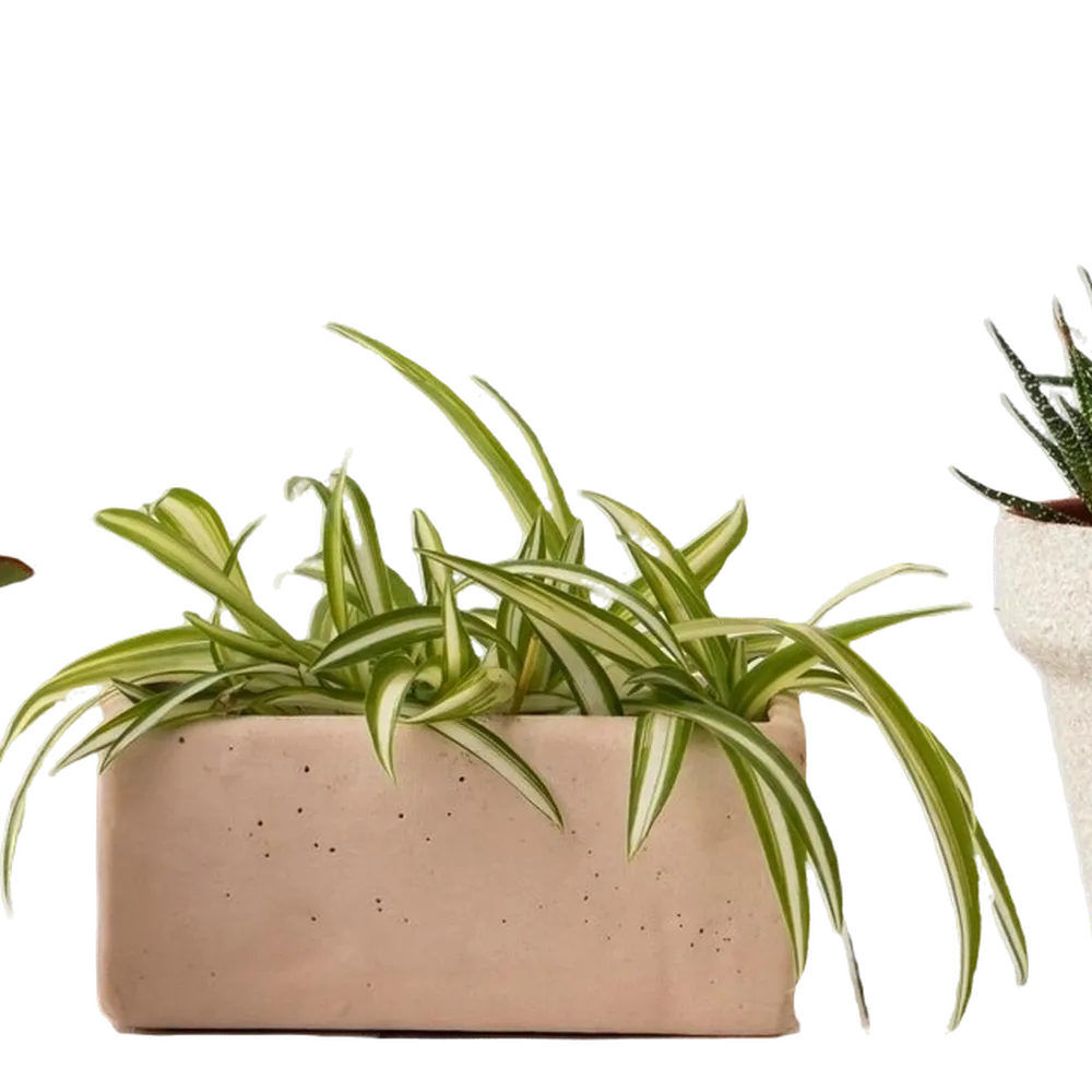 Agricultural Fertilizer